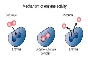 Read more about the article Enzymes the secret of preserving life