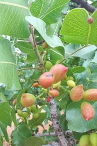 Read more about the article Pistachio Tree