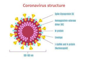 Read more about the article   The University of Kerbala Holding a Scientific Workshop on the Effect of the Coronavirus on the Lung