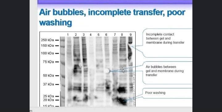 You are currently viewing The Faculty of Veterinary Medicine at the University of Kerbala Organizing an Electronic Workshop entitled (Western Blot)