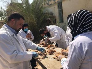 Read more about the article Continuation of summer training for students of Faculty of Veterinary Medicine / Kerbala University at the Veterinary Hospital