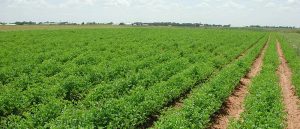 Read more about the article جامعة كربلاء تسجل اكتشاف سلالة فطرية غير معروفة تستخدم في المكافحة البايلوجية للنبات