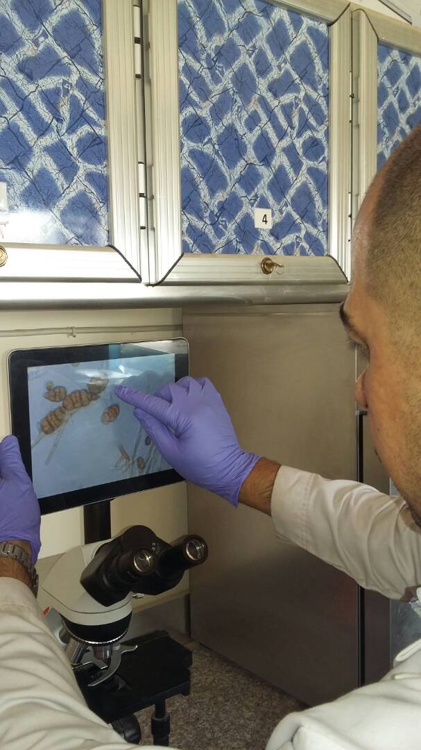 Read more about the article فريق بحثي من كلية الزراعة يكتشف سلالات فطرية جديدة تتسبب في تلف المحاصيل الزراعية