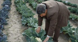 Read more about the article جامعة كربلاء تنجح في إنتاج أصناف زراعية نادرة