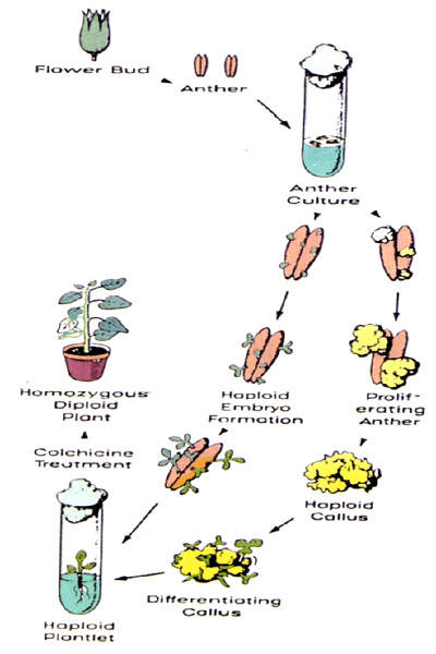 Read more about the article أهمية زراعة الأنسجة في إنتاج النباتات الطبية