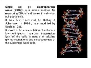 Read more about the article جامعة كربلاء تنظم دورة تدريبية الكترونية بعنوان (( الكشف عن تلف الحامض النووي الخلوي – DNA ))