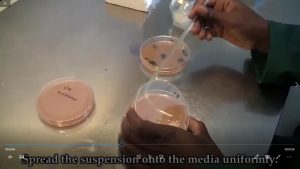 Read more about the article دورة تدريبية في جامعة كربلاء بعنوان (الفطريات والتعامل معها مختبريا)