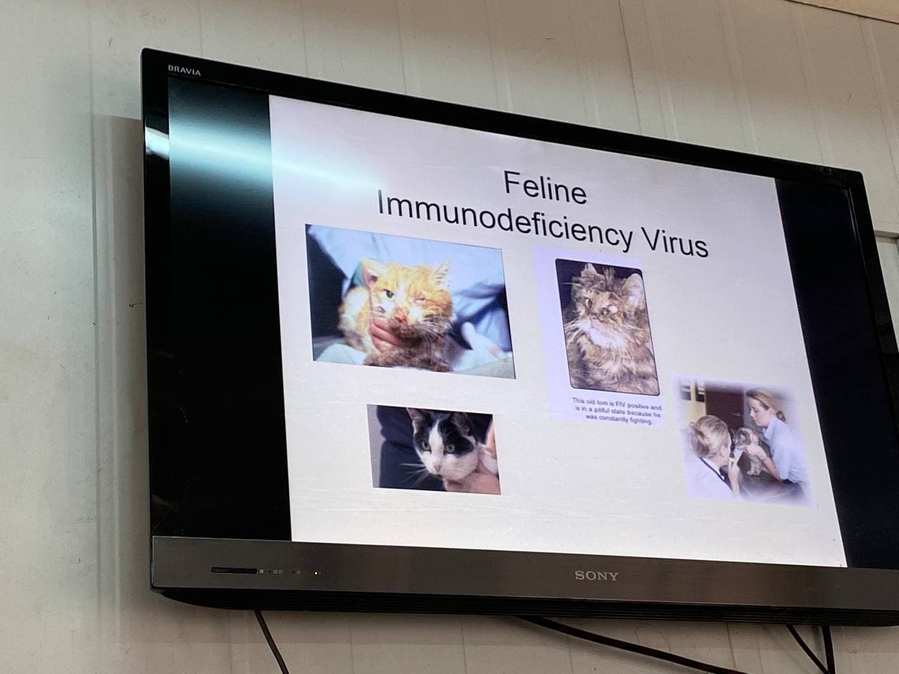 Read more about the article (اهم الامراض والبرامج اللقاحية للكلاب والقطط في العراق) دورة تدريبية حضورية اقيمت بجامعة كربلاء