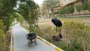 Read more about the article حملة في جامعة كربلاء لإدامة حدائق كلية العلوم الاسلامية
