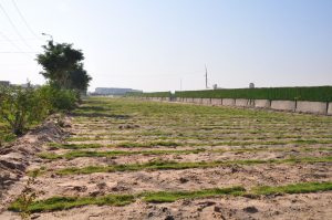 Read more about the article جامعة كربلاء تنفذ حملة لتوسيع المساحات الخضراء