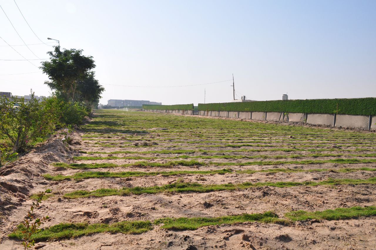 You are currently viewing جامعة كربلاء تنفذ حملة لتوسيع المساحات الخضراء